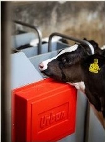 Kalb an der Nuckeltränke einer Tränkestation