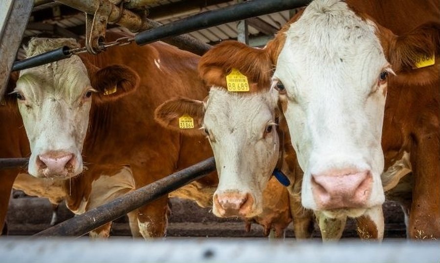 Fleckvieh-Kühe am Fressgitter in einem hellen Boxenlaufstall
