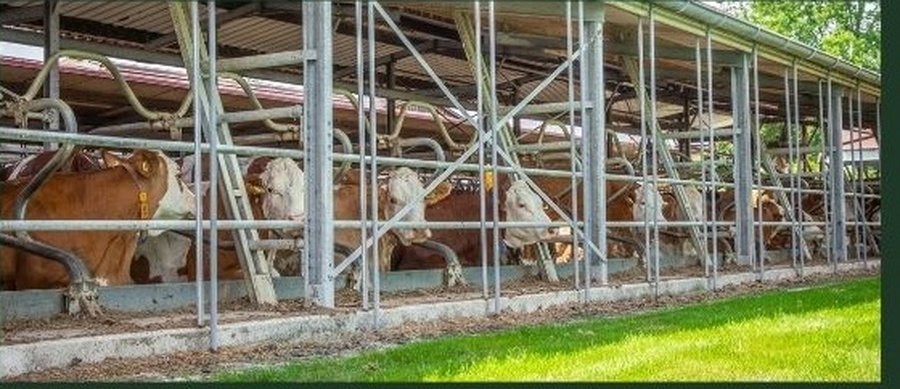 Offener Laufstall mit Windschutznetzen an der Längsseite